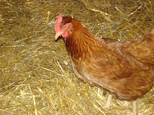 Brownie Troop Activities at Trinity Farm, American Saddlebred Training Operation and Horseback Riding Lesson Operation in Clayton, IN.