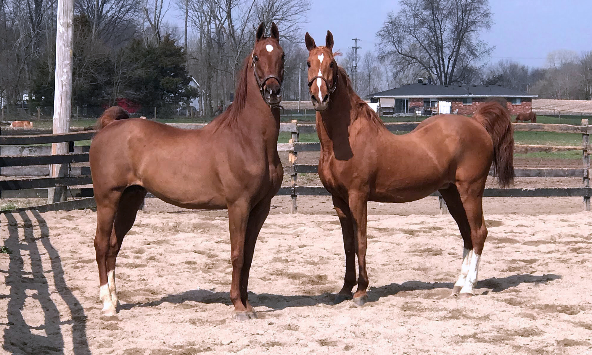 American Saddlebreds at Trinity Farm in Clayton, IN