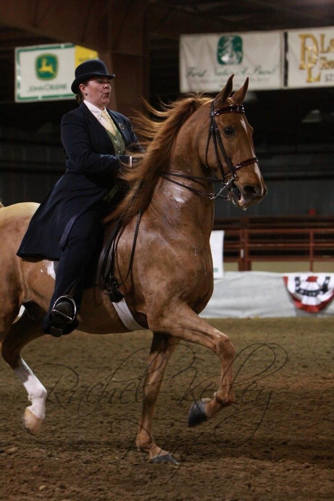 American Saddlebred Show Horse from Trinity Farm in Clayton, IN.