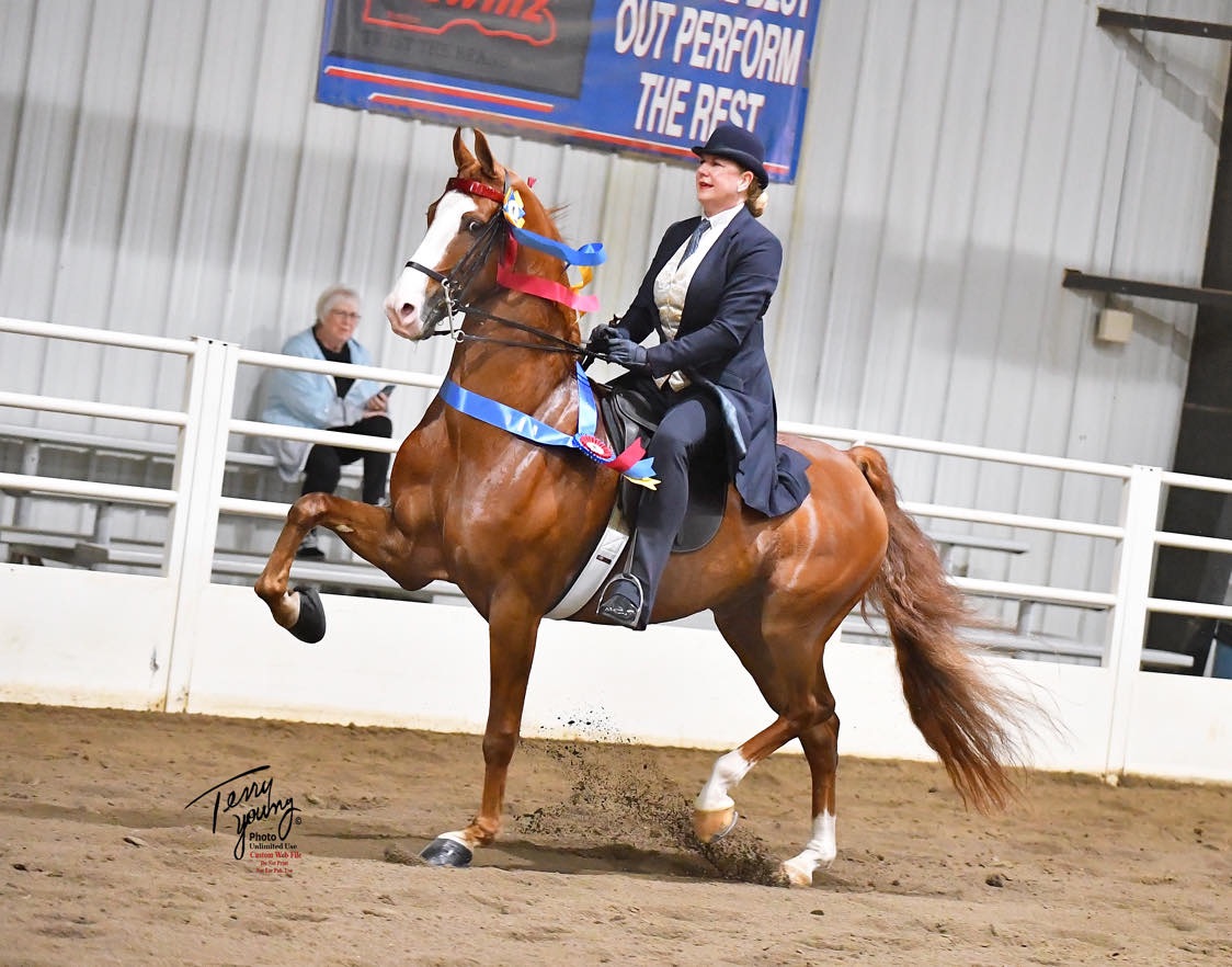 American Saddlebred Show Horse from Trinity Farm in Clayton, IN.