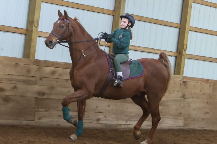 Horseback riding lessons at Trinity Farm in Clayton, IN