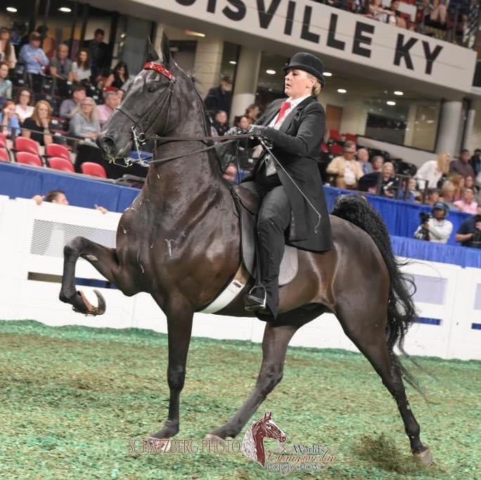American Saddlebred Show Horse at Trinity Stables in Clayton, IN