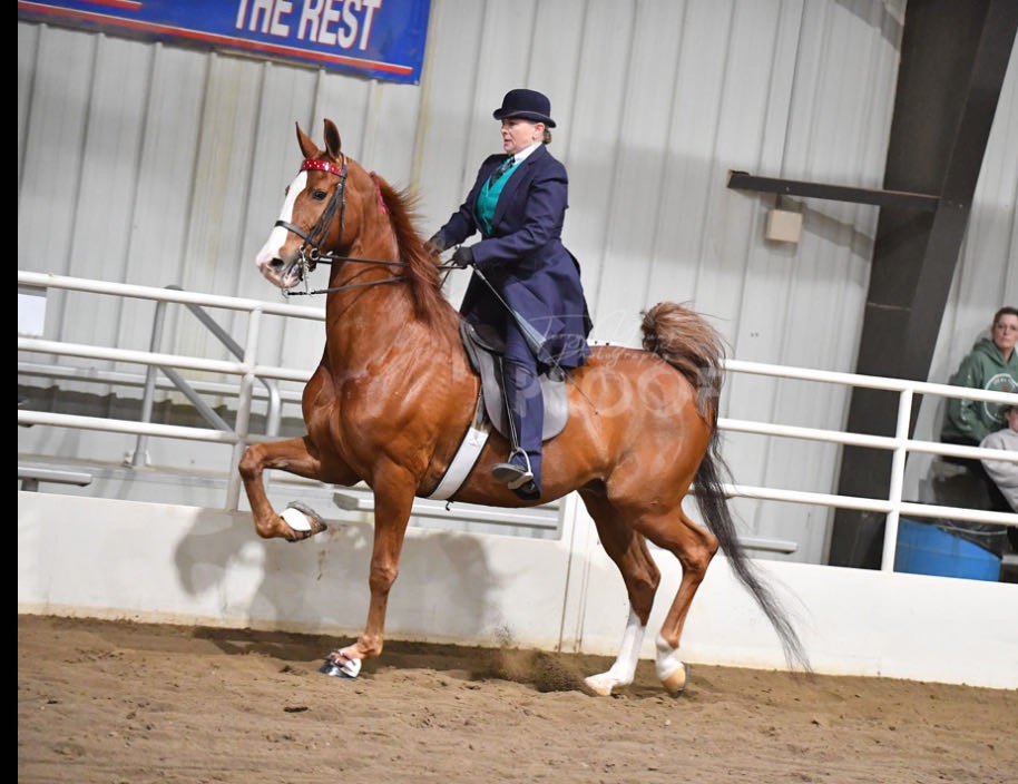 Mary Lynn Foster, Owner of Trinity Farm, American Saddlebred training operation and lesson program in Clayton, IN
